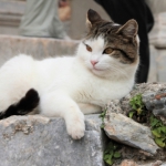 【猫の日だから気になります】空き家の実家の「猫対策」は大丈夫ですか？