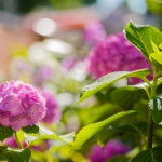 【東村山ショック】コロナを防げ!