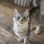 【ねこシェルター】動物への空き家活用も選択肢の一つです。