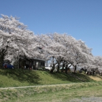 【開花宣言！】実家エリアの桜の風景は必撮です！